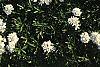 Iberis tenoreana, habit