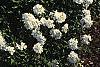 Iberis tenoreana, habit