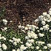 Iberis tenoreana, habit