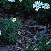 Iberis tenoreana, habit