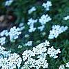 Iberis tenoreana, habit