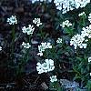 Iberis tenoreana, habit