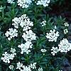 Iberis tenoreana, habit
