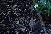 Iberis tenoreana, habit