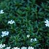 Iberis tenoreana, habit