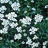 Iberis tenoreana, habit