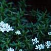 Iberis tenoreana, habit