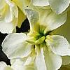 Matthiola incana 'Cinderella Yellow, flowers