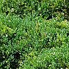 Buxus 'Green Mound', habit