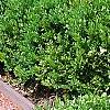 Buxus 'Green Mound', habit