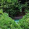 Buxus 'Green Mound', habit