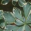 Pachysandra terminalis 'Variegata', leaves