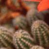 Echinopsis chamaecereus, flowers