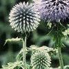 Echinops ritro, flowers