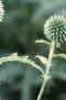 Echinops ritro, flowers