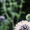 Echinops ritro, flowers