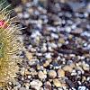 Mammillaria pringlei, habit