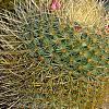 Mammillaria pringlei, habit