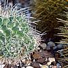 Mammillaria pringlei, habit