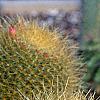 Mammillaria pringlei, habit