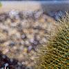 Mammillaria pringlei, habit