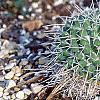 Mammillaria pringlei, habit