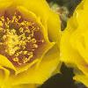 Opuntia humifusa, flowers