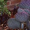 Opuntia macrocenatra var. santi-rita, habit