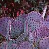 Opuntia macrocenatra var. santi-rita, habit