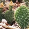Opuntia polyacantha, habit