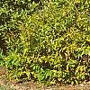 Calycanthus fertilis, fall color
