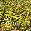 Calycanthus fertilis, fall color