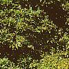 Calycanthus fertilis, fall color