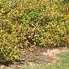 Calycanthus fertilis, fall color