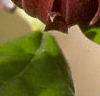 Calycanthus floridus, flowers