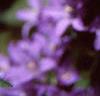 Campanula glomerata, flowers