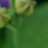 Campanula 'Samantha', flowers