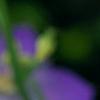 Campanula 'Samantha', flowers