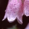 Campanula takesimana, flowers