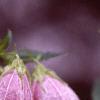 Campanula takesimana, flowers