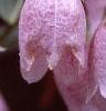 Campanula takesimana, flowers