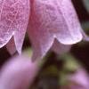 Campanula takesimana, flowers