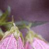 Campanula takesimana, flowers