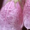 Campanula takesimana, flowers