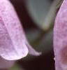 Campanula takesimana, flowers