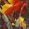 Canna 'Cleopatra', flowers