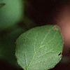 Kolkwitzia amabilis, leaves