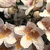 Kolkwitzia amabilis, flowers