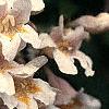 Kolkwitzia amabilis, flowers