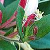 Lonicera japonica 'Purpurea', flowers